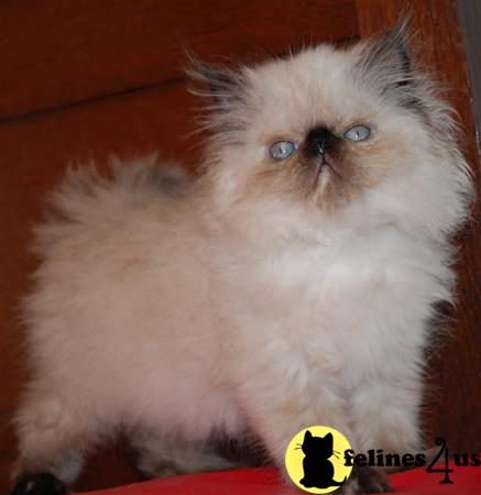 Pennyshaffer Picture 2